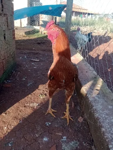 Galo mestiço índio gigante e galinha caipira