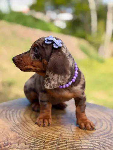 Dachshund Linguicinha Salsicha 