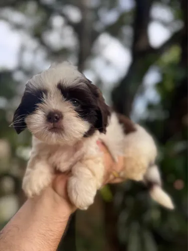 Filhote shihtzu fêmea 