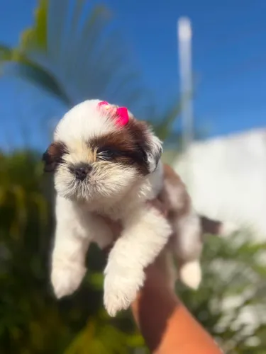 Femeas shihtzu disponível