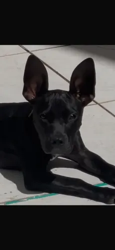 DOA-SE FILHOTE PIT BULL