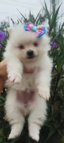 Lulu da pomeranea com 50 dias fêmea