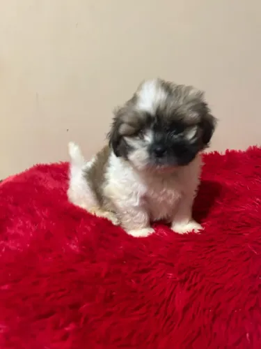 Vendo filhote de Shitz macho