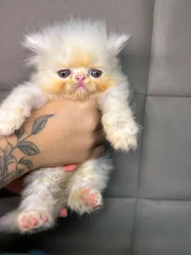 Gato persa