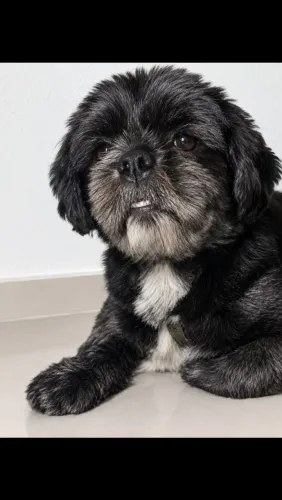 Shitzu macho 2 Anos 