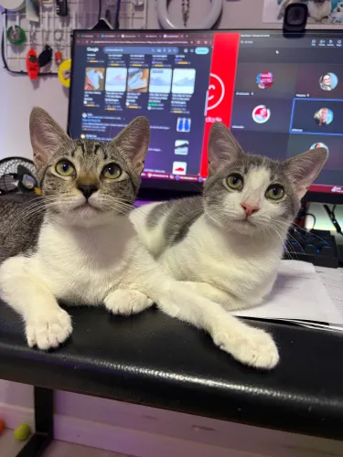 Apollo e Artemis - gatos filhotes 6 meses fofos para doação responsável 