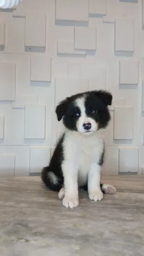 Filhotes de Border Collie Pronta entrega 