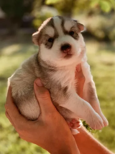 Husky siberiano olhos marcantes e pelagem linda