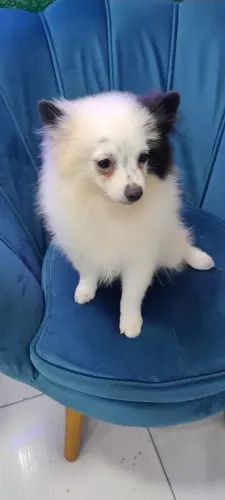 FILHOTES DE SPITZ ALEMÃO MACHOS