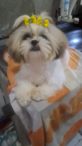 Animais de estimação