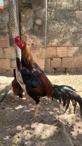 Galo + 2 Frangas