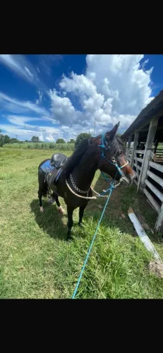 Vendo cobertura de cavalo manga larga mancha batida para prova