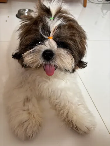 Shih Tzu 