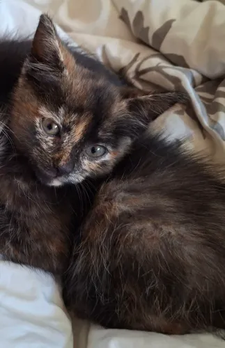 Doação responsável de gatinhas