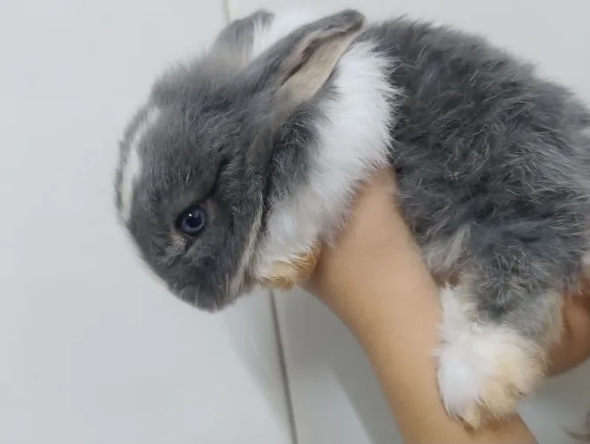Coelho Mini lop