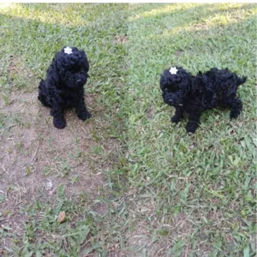 Linda poodle fêmea pretinha