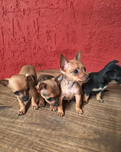 Pinscher mini disponível para venda