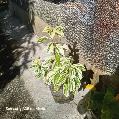 Plantas diversas 
