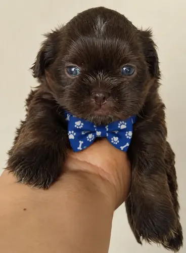 Mini shitzu (MACHO)