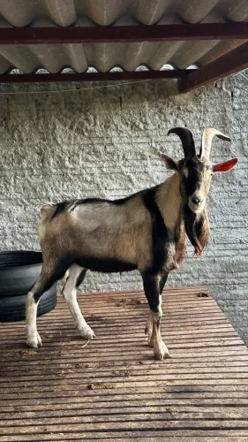 Vendo Bode Toggenburg