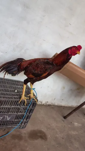 Vendo frango carioca