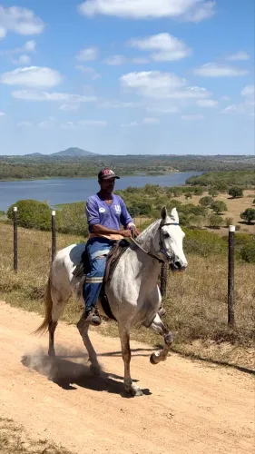 Égua mangalarga marchador