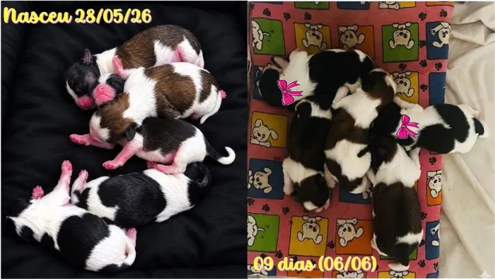 Filhote de Shih tzu