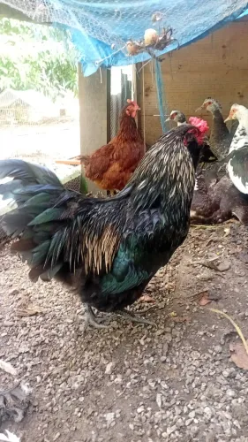 Galos ovo azul