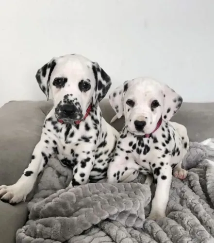 dalmata os pintadinhos vejam so 