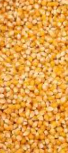 Milho granel a retirar