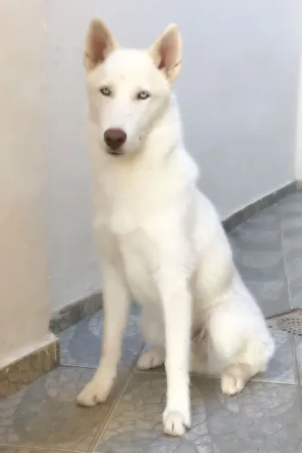 Filhote de Husky siberiano 