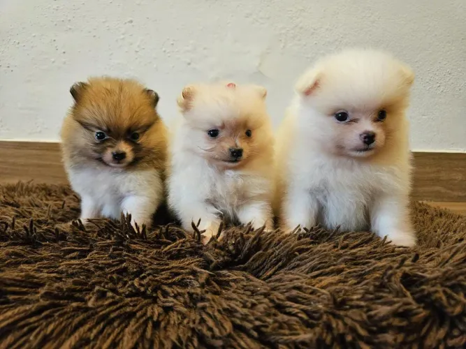Lulu da Pomerânia simplesmente perfeito