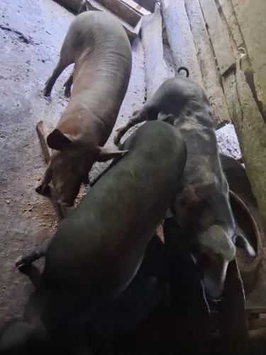 Porco em torno de 150 kl , 1 macho e 2 fêmea 10,00 kl * zap