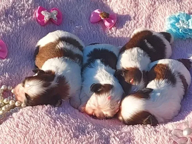 Entregamos seu Filhote com Segurança e Garantia de Chegada, Pague na entrega!