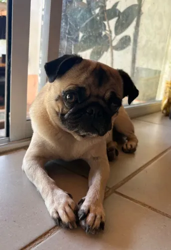 Pug adulta