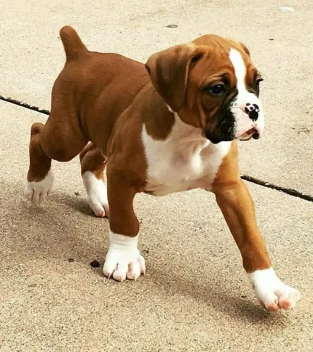 Filhotes de Boxer machos dengosos !