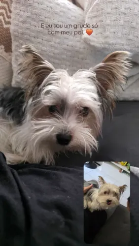 Cachorrinho provura namorada