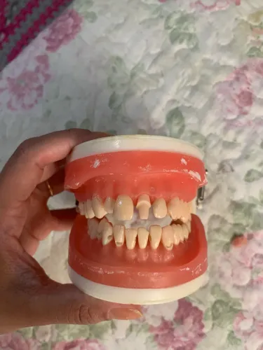 Manequim Materiais Dentários Pronew 