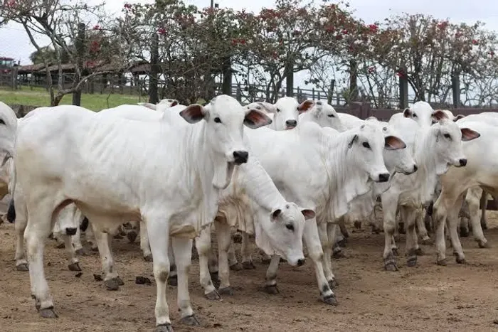 Lote de 100 bezerras itabapoã e néroli média de 7,5@