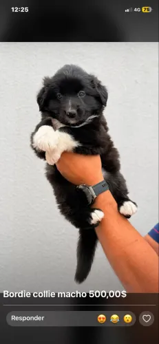 Cachorros