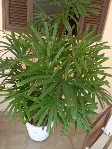 Plantas