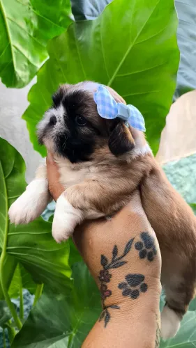Filhote de Shih Tzu fêmea com pedigree