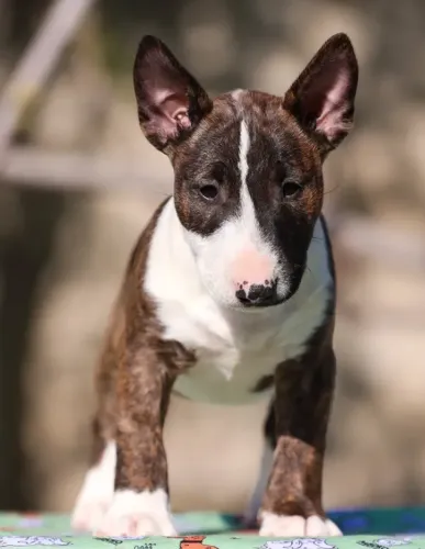 Bull Terrier,Bull Terrier Filhote Disponível Alta Qualidade