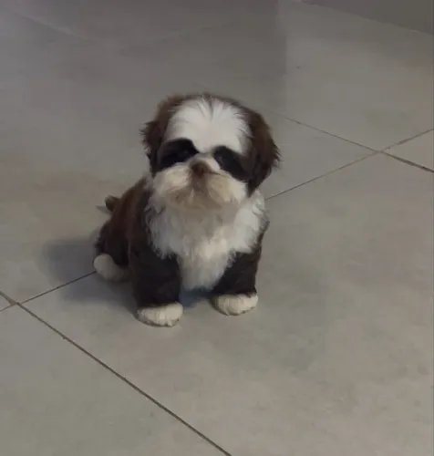 Filhote de shihtzu 