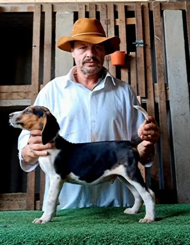 Fox Hound Americano