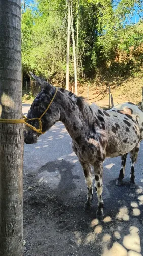 Burro diferente