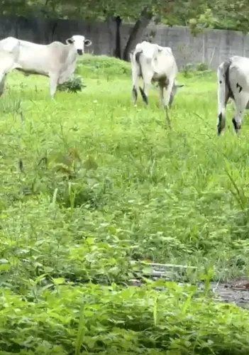 Oportunidade - Vacas Nelore com Bezerro ao Pé
