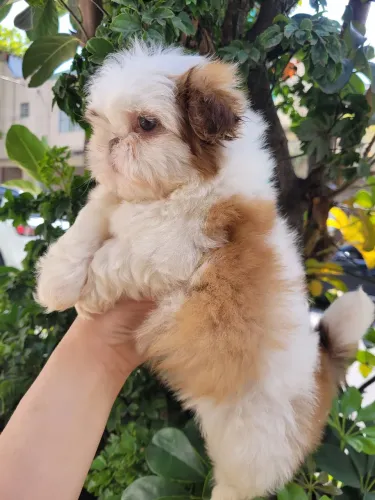 Shih-Tzu Linhagem perfeita