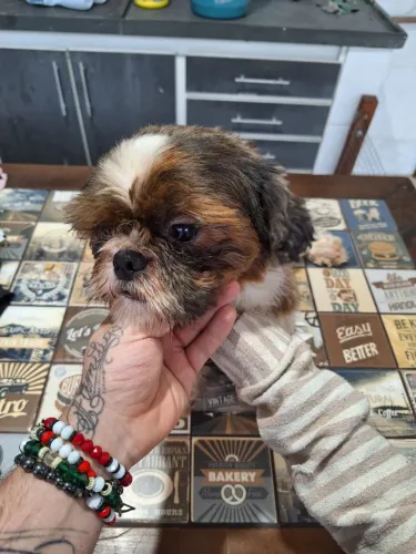 Shih Tzu Macho Adulto