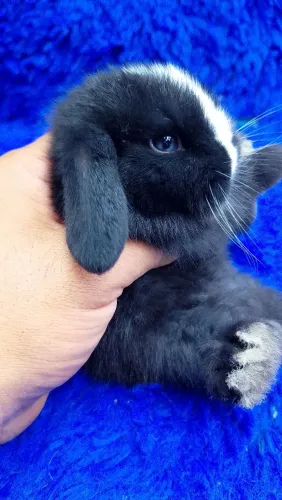 Mini coelho (bicolor fêmea)